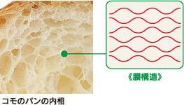 コモのパンの内相《膜構造》